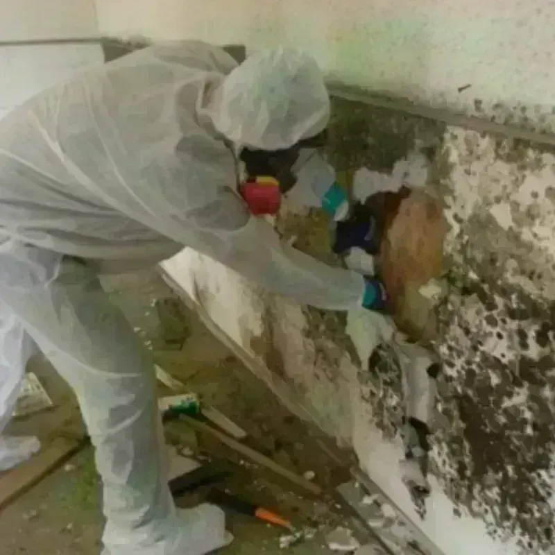 Mold Remediation and Removal in El Cerro Mission, NM